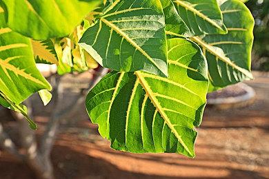 Gamirror Games将携三款游戏出展TGS2025